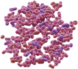 Azotobacter sp.