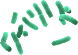 Bacillus megaterium