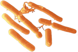 Bacillus subtilis