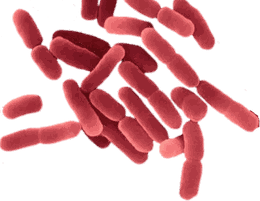 Lactobacillus sp.
