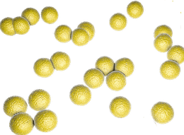 Micrococcus sp.