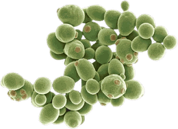 Saccharomyces sp.
