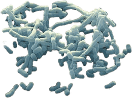 Streptomyces sp.